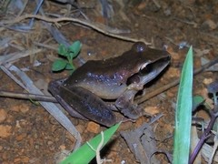 Craugastor metriosistus