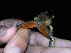 Craugastor metriosistus