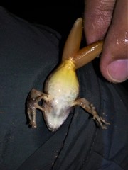 Craugastor metriosistus