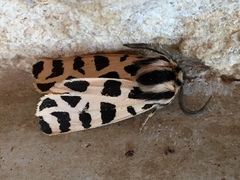 Apantesis incorrupta