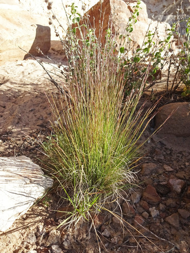 Nealley Threeawn (Variety Aristida purpurea nealleyi) · iNaturalist