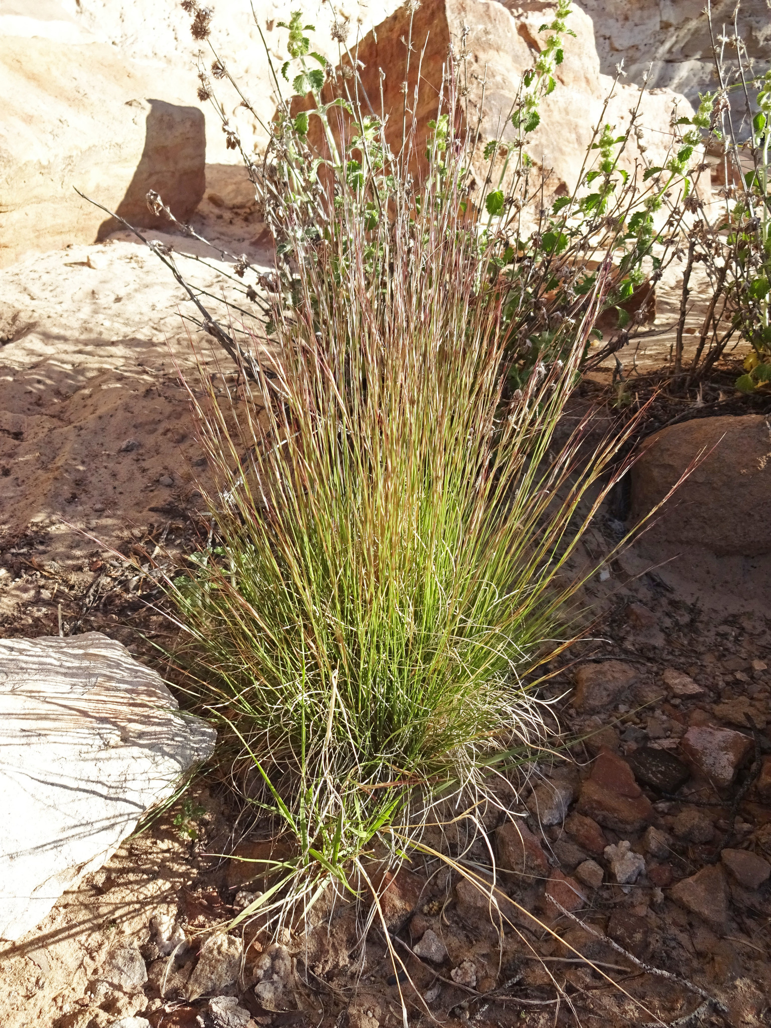 Aristida purpurea var. nealleyi