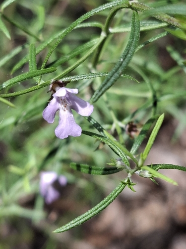 Image of Westringia eremicola by (c) Kaela Lowry, some rights reserved (CC BY)