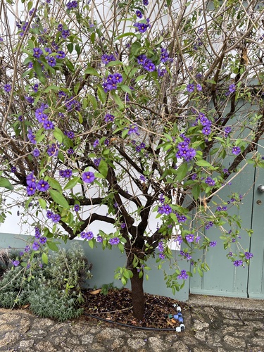 Lycianthes rantonnetii