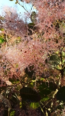 Cotinus coggygria