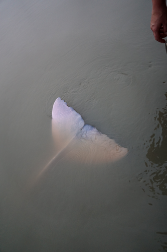 Bolivian River Dolphin