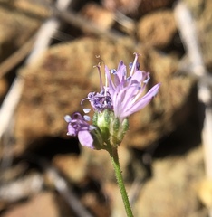 Gilia capitata