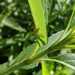 Strauzia arculata - Photo (c) Sarah DeLong-Duhon, μερικά δικαιώματα διατηρούνται (CC BY), uploaded by Sarah DeLong-Duhon