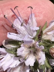 Hydrophyllum occidentale