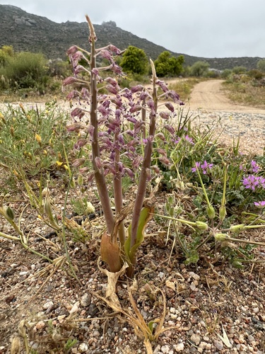 Lachenalia glauca