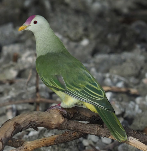 Makatea Fruit-Dove illustration