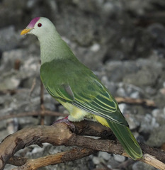 Ptilinopus chalcurus