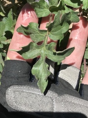 Hydrophyllum occidentale