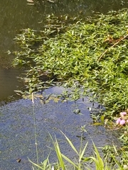 Potamogeton natans