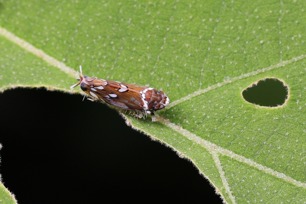 Scaphoideina