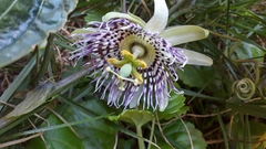 Passiflora ligularis