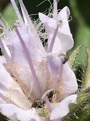 Hydrophyllum occidentale