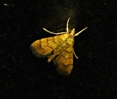 Orphanostigma haemorrhoidalis