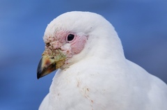 Snowy Sheathbill photo 2
