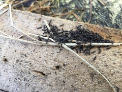 Technomyrmex jocosus