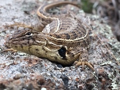 Sceloporus scalaris