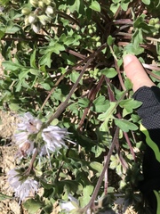 Hydrophyllum occidentale