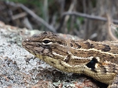 Sceloporus scalaris