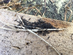 Technomyrmex jocosus