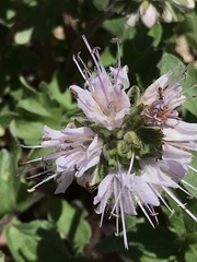 Hydrophyllum occidentale