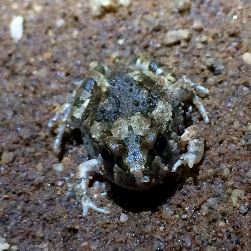 Centralian Burrowing Frog