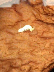 Eupentacta quinquesemita