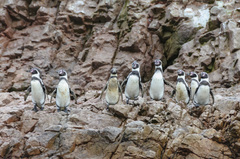 Spheniscus humboldti