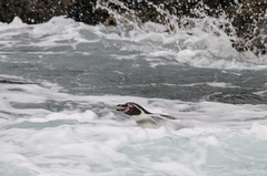 Spheniscus humboldti