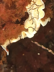 Eurylepta californica