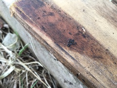 Technomyrmex jocosus