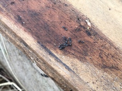 Technomyrmex jocosus