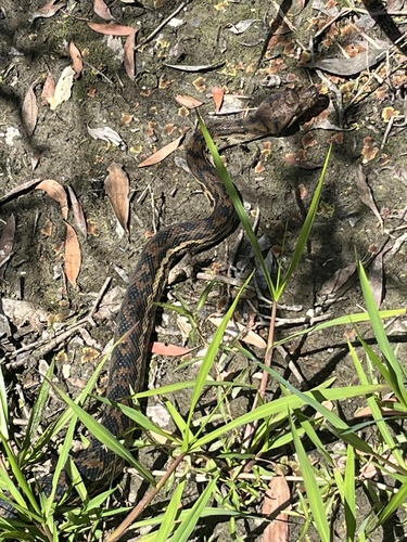 Australian Scrub Python sighting