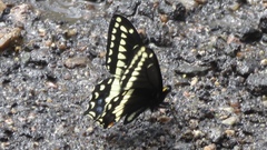 Papilio indra