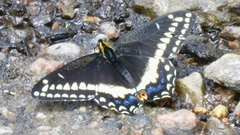 Papilio indra