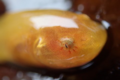 Liparis mucosus