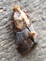 Cacozelia basiochrealis