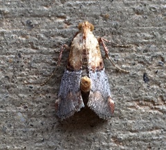 Cacozelia basiochrealis