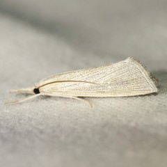 Eoreuma multipunctellus
