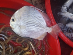 Orbfish photo 4