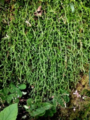 Selaginella oregana