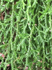 Selaginella oregana