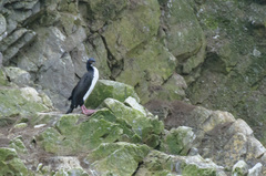 Leucocarbo bougainvillii