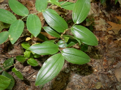Liliales
