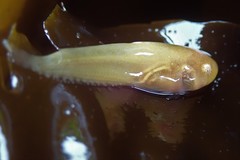 Liparis mucosus