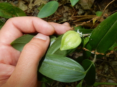 Liliales
